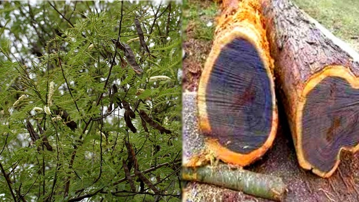 இரத்தத்தை சுத்தம் செய்யும் “கருங்காலி