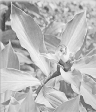 இன்சுலின் செடி