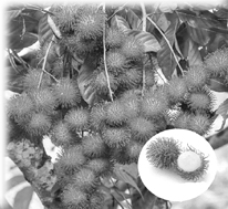 நோய் வராமல் தடுக்கும் “ரம்பூட்டான்”