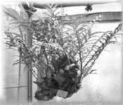 முடவாட்டுக்கால் கிழங்கு