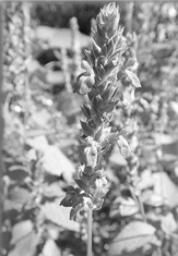 உடல் பருமனை குறைக்கும்  ‘சியா’ விதைகள்