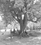 புளியமரம்