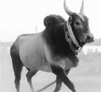 உலகம் தழுவிய ஏறுதழுவல்